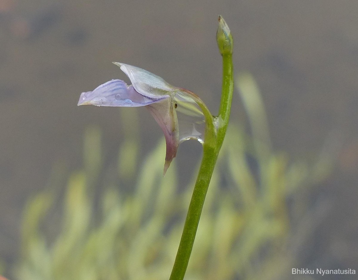 Utricularia uliginosa Vahl